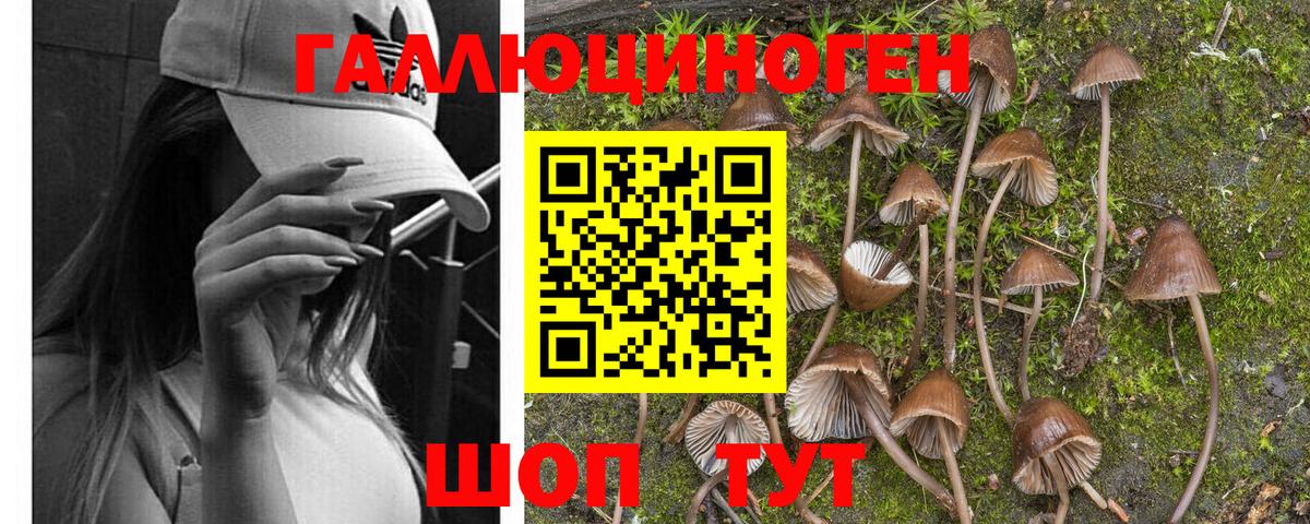 Псилоцибиновые грибы Psilocybe  Вход с VPN  Джанкой 